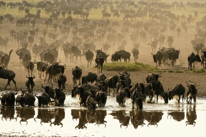 Framed Print : Blue wildebeest (Connochaetes taurinus) at waterhole, Ndutu Conservation Area, Serengeti, Tanzania Framed Print : Blue wildebeest (Connochaetes taurinus) at waterhole, Ndutu Conservation Area, Serengeti, Tanzania