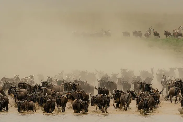 Framed Print : Blue wildebeest (Connochaetes taurinus) and zebras (Equus quagga) running in a cloud of dust, Serengeti, Tanzania Framed Print : Blue wildebeest (Connochaetes taurinus) and zebras (Equus quagga) running in a cloud of dust, Serengeti, Tanzania