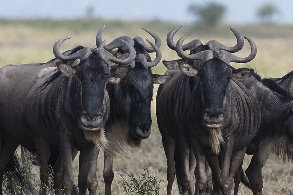 Blue wildebeest (gnu) (Connochaetes taurinus), Ndutu, Ngorongoro Conservation Area