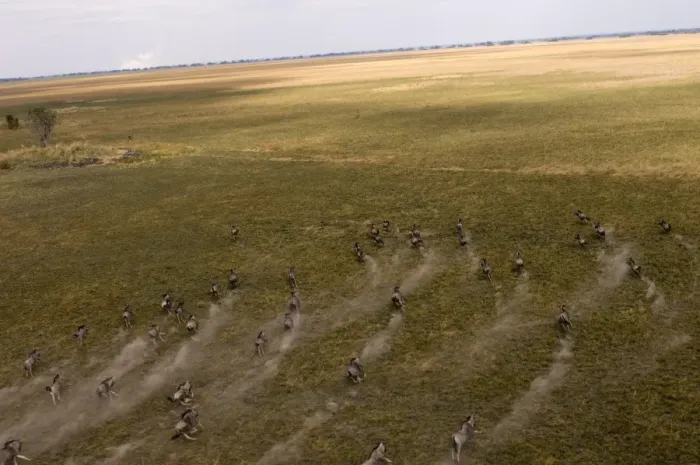 Framed Print : Blue wildebeest seen from helicopter flight over Busanga Plains, Kafue National Park Framed Print : Blue wildebeest seen from helicopter flight over Busanga Plains, Kafue National Park