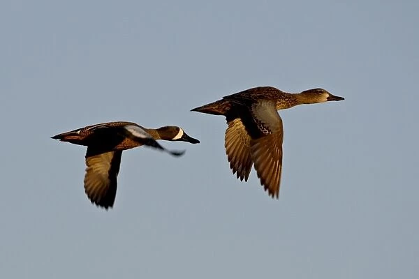 Blue-winged teal (Anas discors) pair in flight, Whitewater Draw Wildlife Area