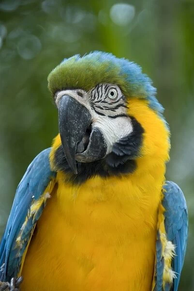 Blue and yellow macaw (Ara Ararauna), Macaw Mountain Bird Park, Copan, Honduras