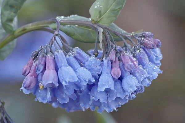 Bluebell (Campanula rotundifolia), Shoshone National Forest, Wyoming, United States of America
