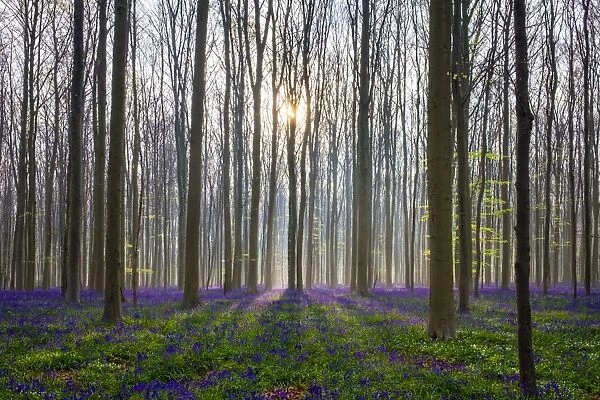Bluebell flowers (Hyacinthoides non-scripta) carpet hardwood beech forest in early spring