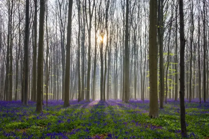 Framed Print : Bluebell flowers (Hyacinthoides non-scripta) carpet hardwood beech forest in early spring Framed Print : Bluebell flowers (Hyacinthoides non-scripta) carpet hardwood beech forest in early spring