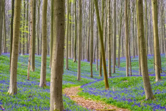 Framed Print : Bluebell flowers (Hyacinthoides non-scripta) carpet hardwood beech forest in early spring Framed Print : Bluebell flowers (Hyacinthoides non-scripta) carpet hardwood beech forest in early spring