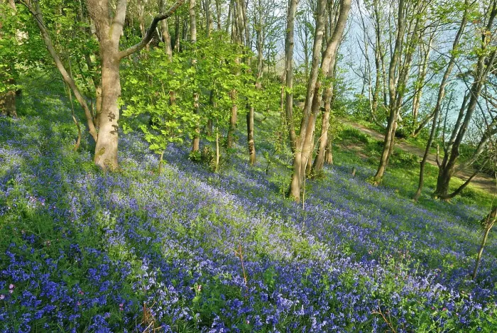 Framed Print : Bluebell wood, Fermain Bay, Island of Guernsey, Bailiwick of Guernsey, British Crown dependency, English Channel, Europe Framed Print : Bluebell wood, Fermain Bay, Island of Guernsey, Bailiwick of Guernsey, British Crown dependency, English Channel, Europe