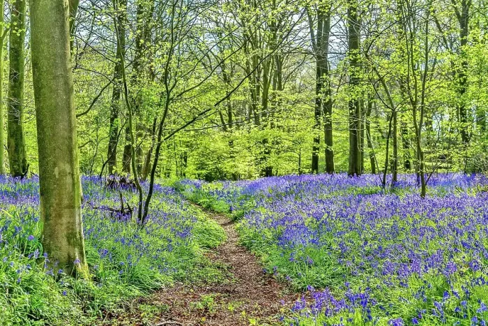 Framed Print : Bluebell wood near Hailsham, East Sussex, England, United Kingdom, Europe Framed Print : Bluebell wood near Hailsham, East Sussex, England, United Kingdom, Europe