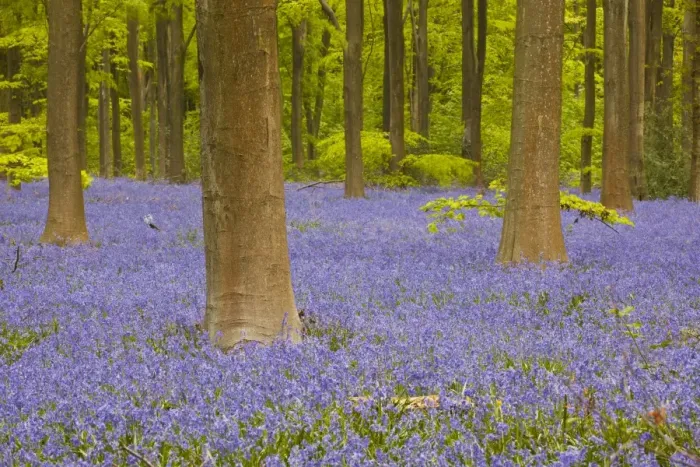 Framed Print : Bluebells beneath trees, West Woods, Wiltshire, England, United Kingdom, Europe Framed Print : Bluebells beneath trees, West Woods, Wiltshire, England, United Kingdom, Europe