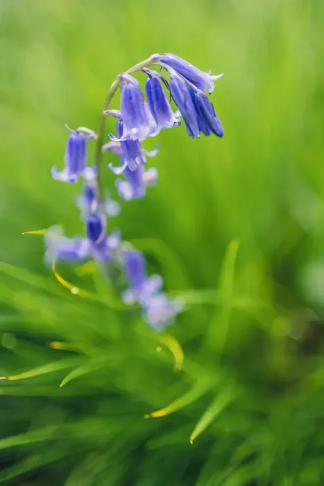 Framed Print : Bluebells in a Bluebell Wood in Oxfordshire, England, United Kingdom, Europe Framed Print : Bluebells in a Bluebell Wood in Oxfordshire, England, United Kingdom, Europe