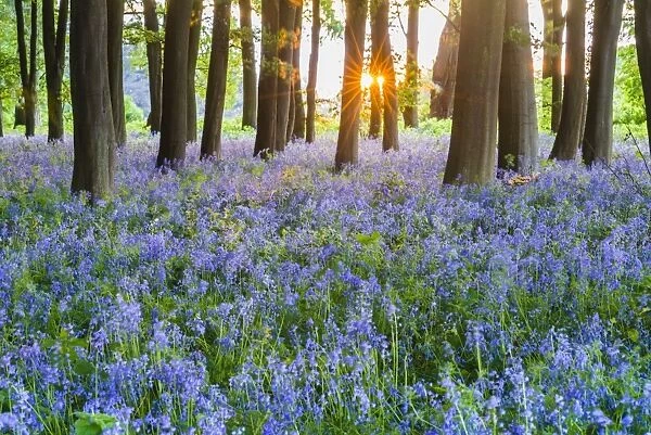 Bluebells in Bluebell woods in spring, Badbury Clump at Badbury Hill, Oxford, Oxfordshire, England, United Kingdom, Europe