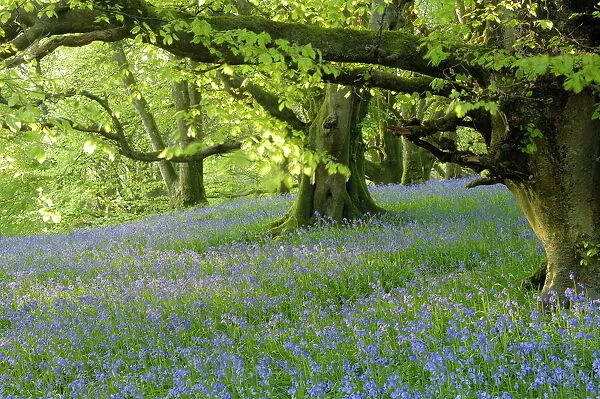 Bluebells in Carstramon Wood