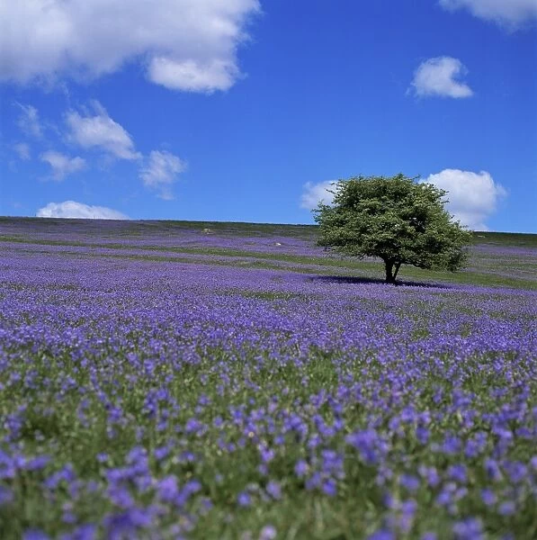 Bluebells, Dartmoor, Devon, England, United Kingdom, Europe