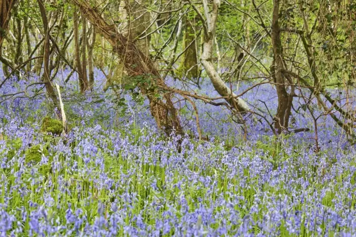 Framed Print : Bluebells in flower in Ladys Wood, near South Brent, Devon, England, United Kingdom Framed Print : Bluebells in flower in Ladys Wood, near South Brent, Devon, England, United Kingdom