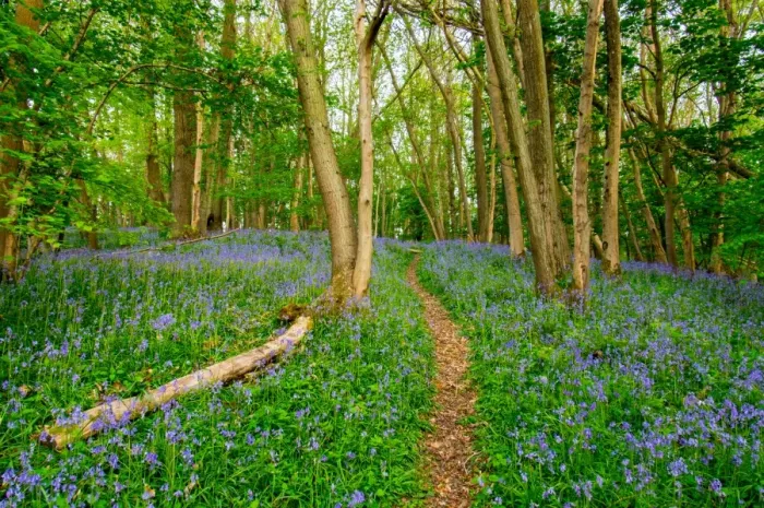 Framed Print : Bluebells, High Littleton Woods, Somerset, England, United Kingdom, Europe Framed Print : Bluebells, High Littleton Woods, Somerset, England, United Kingdom, Europe