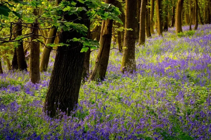 Framed Print : Bluebells, High Littleton Woods, Somerset, England, United Kingdom, Europe Framed Print : Bluebells, High Littleton Woods, Somerset, England, United Kingdom, Europe