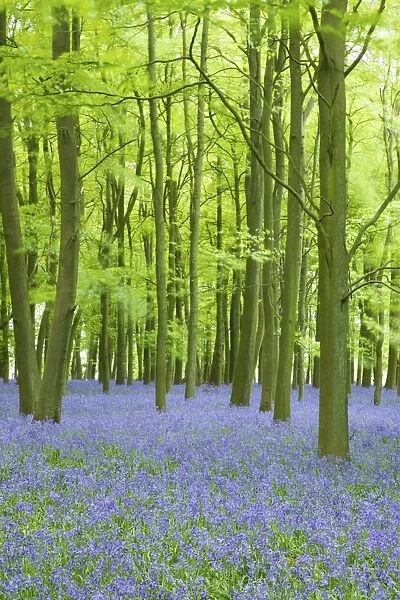 Bluebells (Hyacinthoides non-scripta) in woods, Ashridge Estate, Hertfordshire
