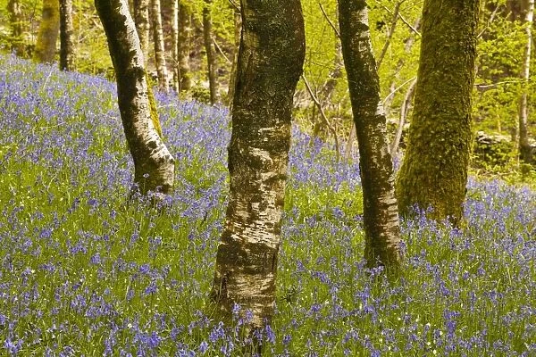 Bluebells in Millers Wood near to Colton in the Lake District National Park, Cumbria, England, United Kingdom, Europe