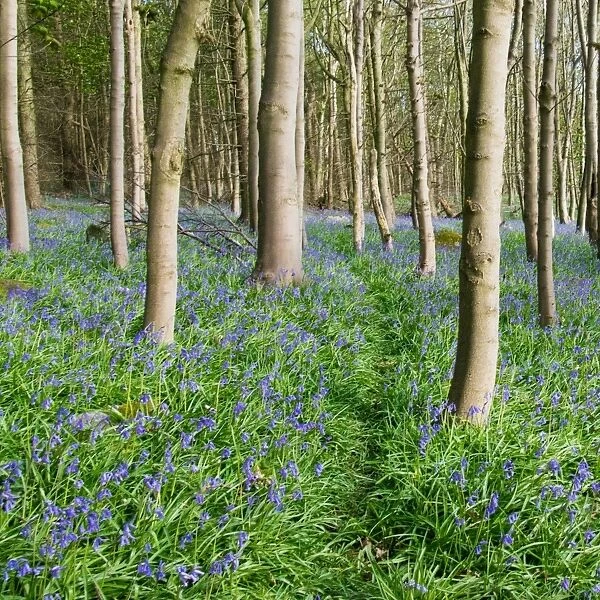 Bluebells, Riffa Wood, near Harrogate, Yorkshire, England, United Kingdom, Europe