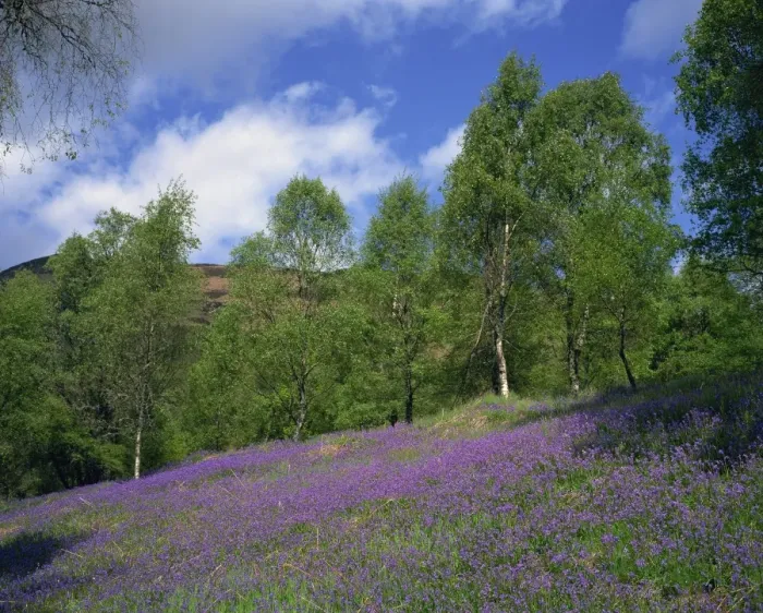 Framed Print : Bluebells on a slope in the Trossachs Framed Print : Bluebells on a slope in the Trossachs