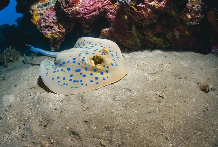 Framed Print : Bluespotted stingray (Taeniura lymma), front side view, Naama Bay, Sharm El Sheikh, Red Sea, Egypt, North Africa, Africa Framed Print : Bluespotted stingray (Taeniura lymma), front side view, Naama Bay, Sharm El Sheikh, Red Sea, Egypt, North Africa, Africa