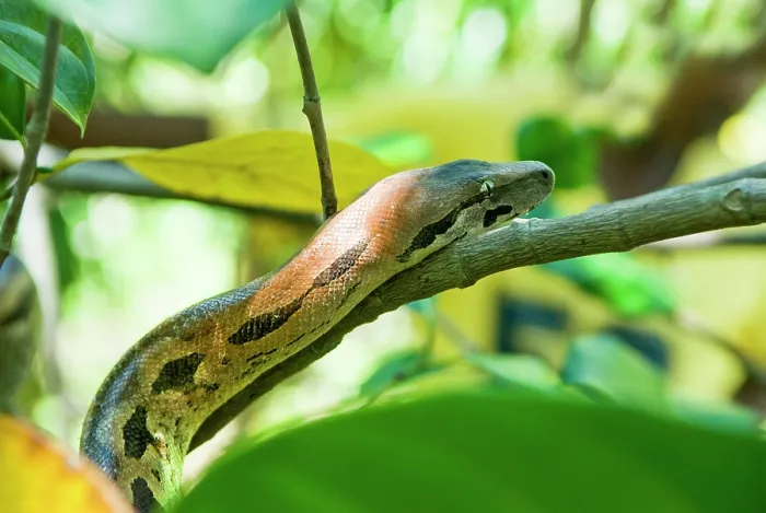 Framed Print : Boa, Acrantophis madagascariensis, Strict Nature Reserve of Lokobe, National Park, Nosy Be island, Republic of Madagascar, Indian Ocean Framed Print : Boa, Acrantophis madagascariensis, Strict Nature Reserve of Lokobe, National Park, Nosy Be island, Republic of Madagascar, Indian Ocean