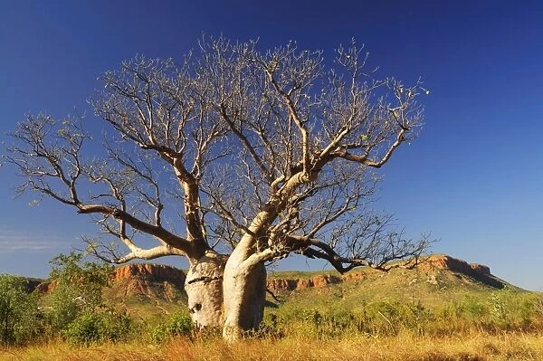 Boab tree and Cockburn Ranges, Kimberley, Western Australia, Australia, Pacific