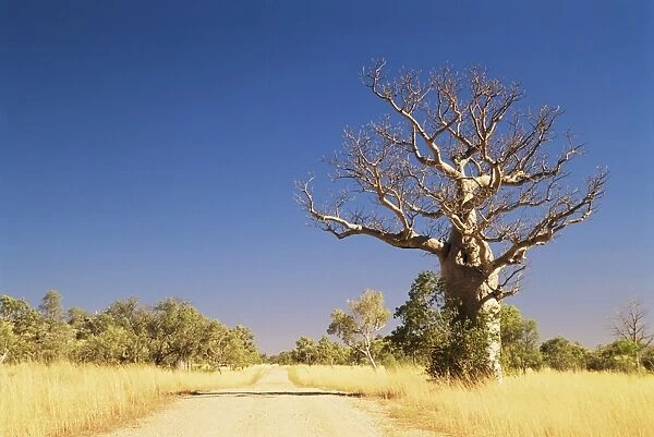 Boab tree and gravel road, Kimberley, Western Australia, Australia, Pacific