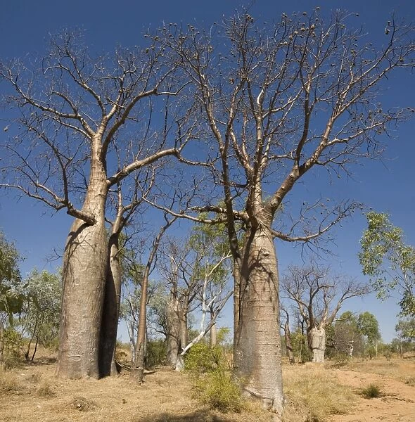 Boab trees (Adansonia gregorii), Halls Creek, The Kimberley, Western Australia, Australia, Pacific