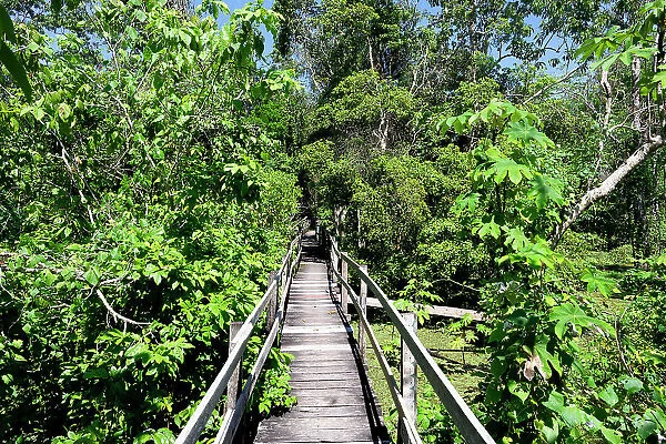 Boardwalk in the flooded forest along the Rio Negro, Manaus, Amazonia State, Brazil, South America