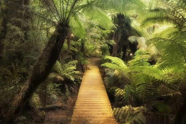 Boardwalk through rainforest, Maits Rest, Great Otway National Park, Victoria