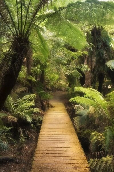 Boardwalk through rainforest, Maits Rest, Great Otway National Park, Victoria