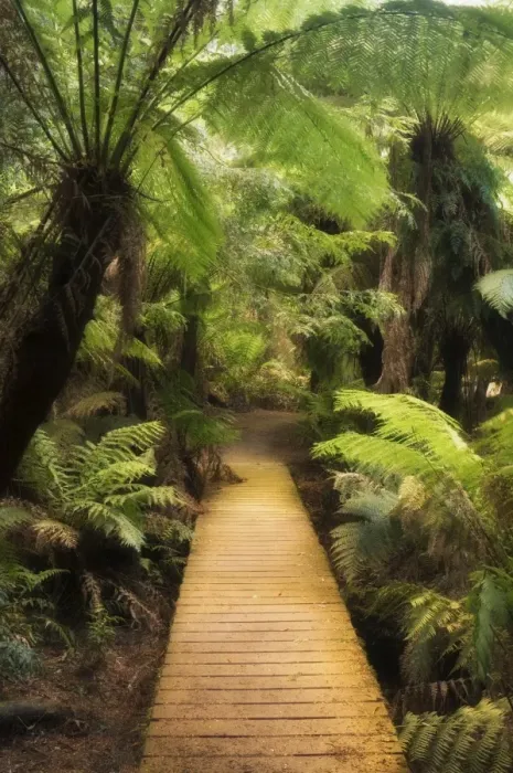 Framed Print : Boardwalk through rainforest, Maits Rest, Great Otway National Park, Victoria Framed Print : Boardwalk through rainforest, Maits Rest, Great Otway National Park, Victoria