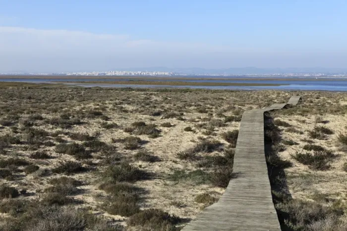 Framed Print : A boardwalk runs over dunes of Ilha Deserta (Barreta), an island in the Ria Formosa National Park Framed Print : A boardwalk runs over dunes of Ilha Deserta (Barreta), an island in the Ria Formosa National Park