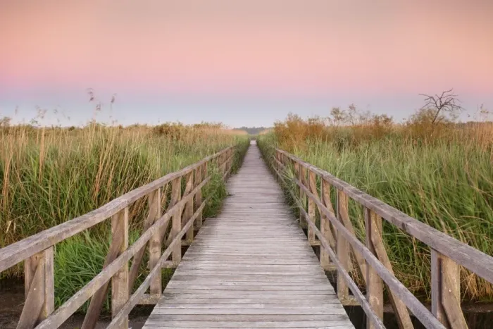 Framed Print : Boardwalk at sunrise, Federsee Lake, Nature reserve, Bad Buchau, Upper Swabia, Baden-Wurttemberg Framed Print : Boardwalk at sunrise, Federsee Lake, Nature reserve, Bad Buchau, Upper Swabia, Baden-Wurttemberg