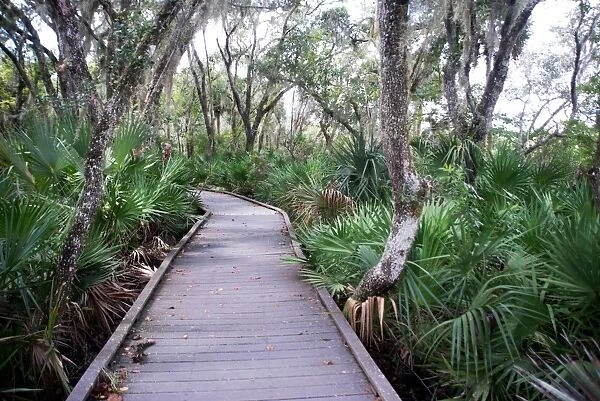 Boardwalk over the swamp, Canaveral National Seashore, near Titusville, Florida
