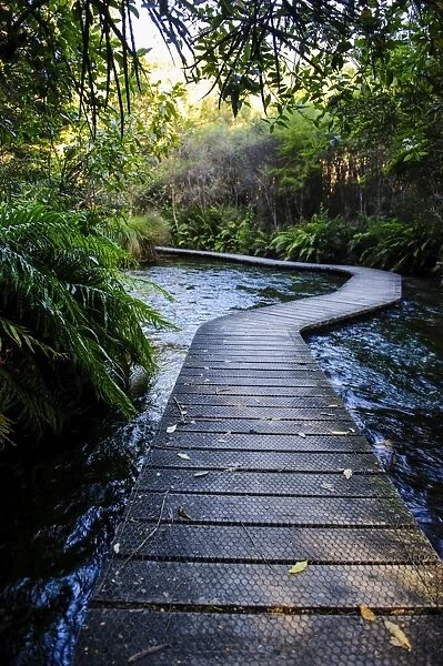 Boardwalk in Te Waikoropupu springs declared as clearest fresh water springs in the world, Takaka, Golden Bay, Tasman Region, South Island, New Zealand, Pacific