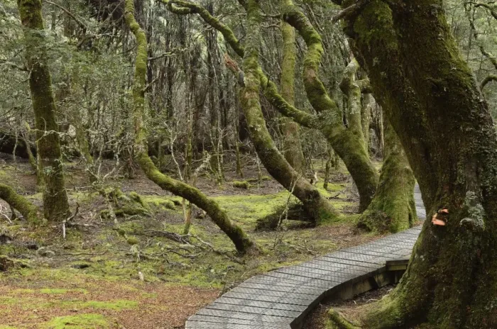 Framed Print : Boardwalk through temperate rainforest, Cradle Mountain-Lake St. Clair National Park Framed Print : Boardwalk through temperate rainforest, Cradle Mountain-Lake St. Clair National Park