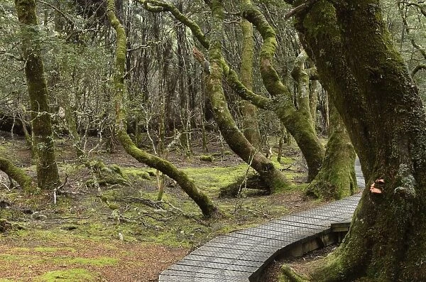 Boardwalk through temperate rainforest, Cradle Mountain-Lake St. Clair National Park