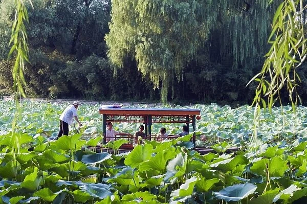 A boat punting through lily pads at Zizhuyuan Black Bamboo Park, Beijing, China, Asia