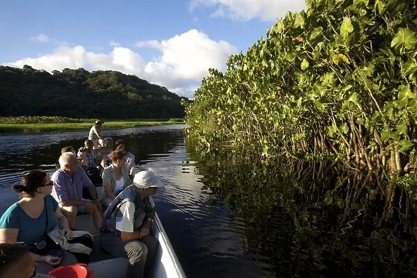 Boating and observing fauna and flora in the everglade area of Kaw, French Guiana