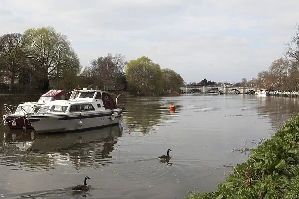 Boats and Canada geese on the River Thames, crossed by Richmond Bridge, Richmond, London, England, United Kingdom, Europe