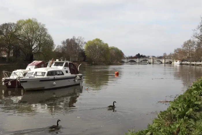 Framed Print : Boats and Canada geese on the River Thames, crossed by Richmond Bridge, Richmond, London, England, United Kingdom, Europe Framed Print : Boats and Canada geese on the River Thames, crossed by Richmond Bridge, Richmond, London, England, United Kingdom, Europe