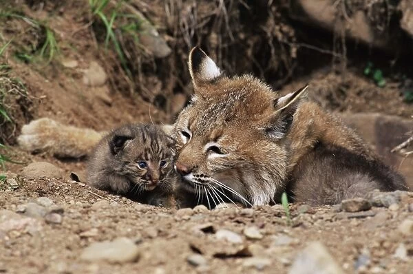 Bobcat (Lynx nufus) mother with 21 day old kittens
