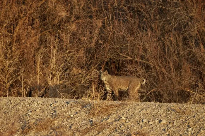 Framed Print : Bobcat (Lynx rufus), Bosque del Apache National Wildlife Refuge, New Mexico, United States of America, North America Framed Print : Bobcat (Lynx rufus), Bosque del Apache National Wildlife Refuge, New Mexico, United States of America, North America