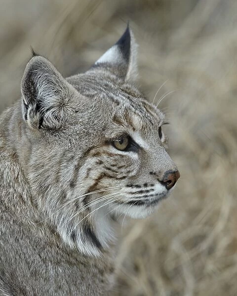 Bobcat (Lynx rufus), Living Desert Zoo And Gardens State Park, New Mexico, United States of America, North America