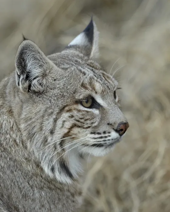 Framed Print : Bobcat (Lynx rufus), Living Desert Zoo And Gardens State Park, New Mexico, United States of America, North America Framed Print : Bobcat (Lynx rufus), Living Desert Zoo And Gardens State Park, New Mexico, United States of America, North America