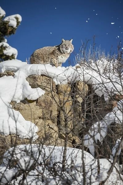Bobcat (Lynx rufus), Montana, United States of America, North America