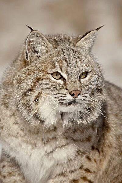 Bobcat (Lynx rufus) in the snow, in captivity, near Bozeman, Montana, United States of America