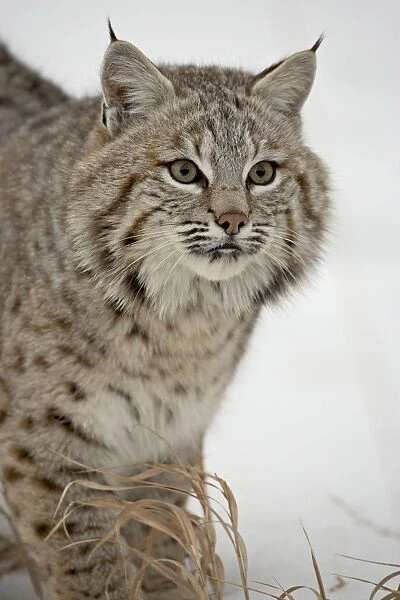 Bobcat (Lynx rufus) in snow in captivity, near Bozeman, Montana, United States of America